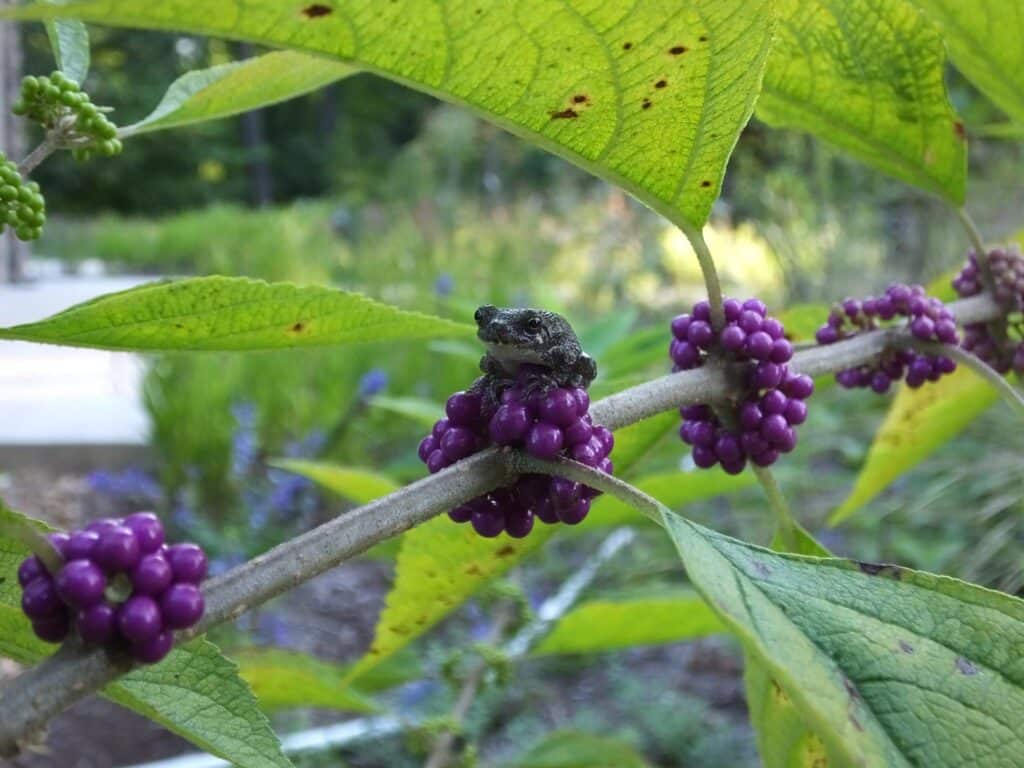 Beautyberry with gray tree frog