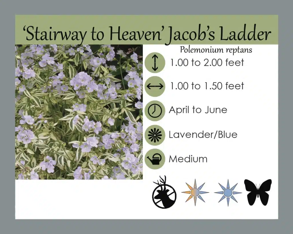 jacobsladder plant sign