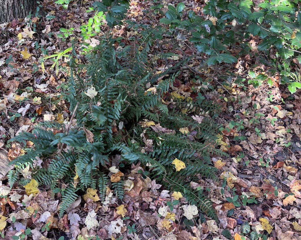 Christmas fern foliage