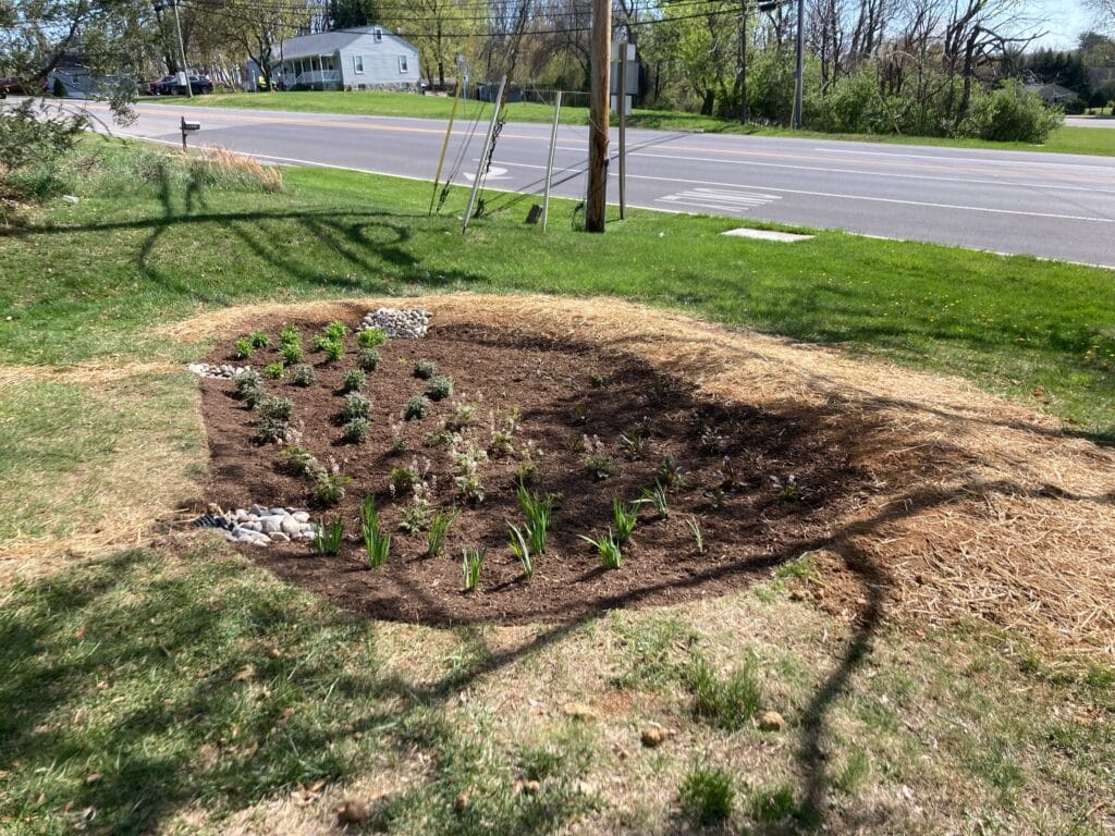 Shade and Deer Resistant Rain Garden