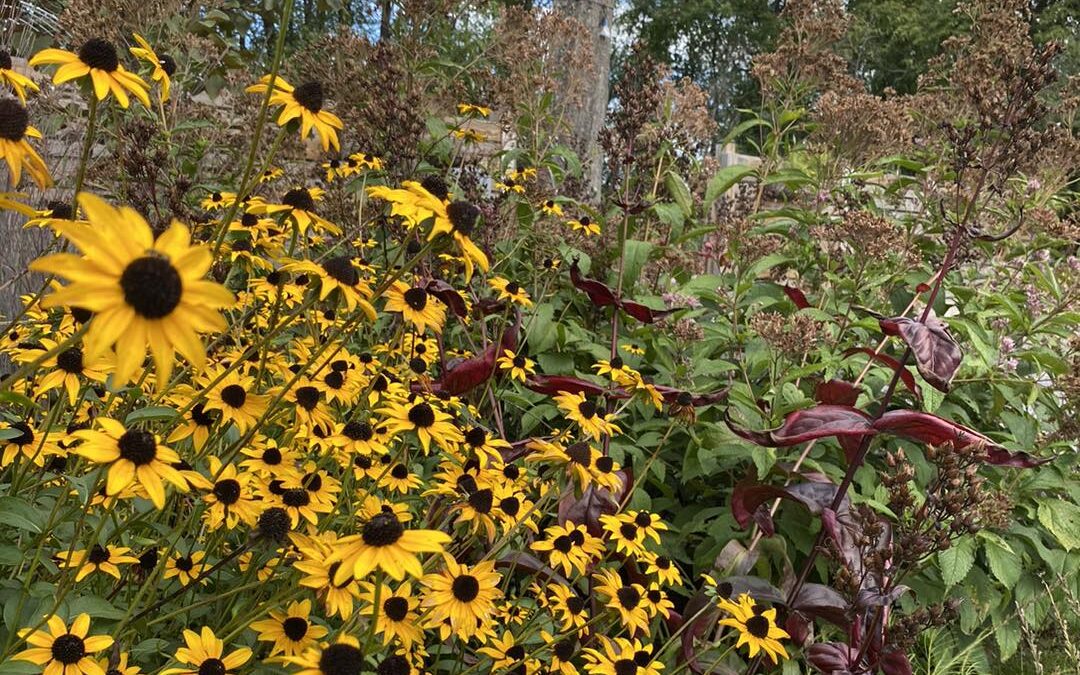 Maryland Native Plants: Planting the Right Plant, Using the Right Tool.