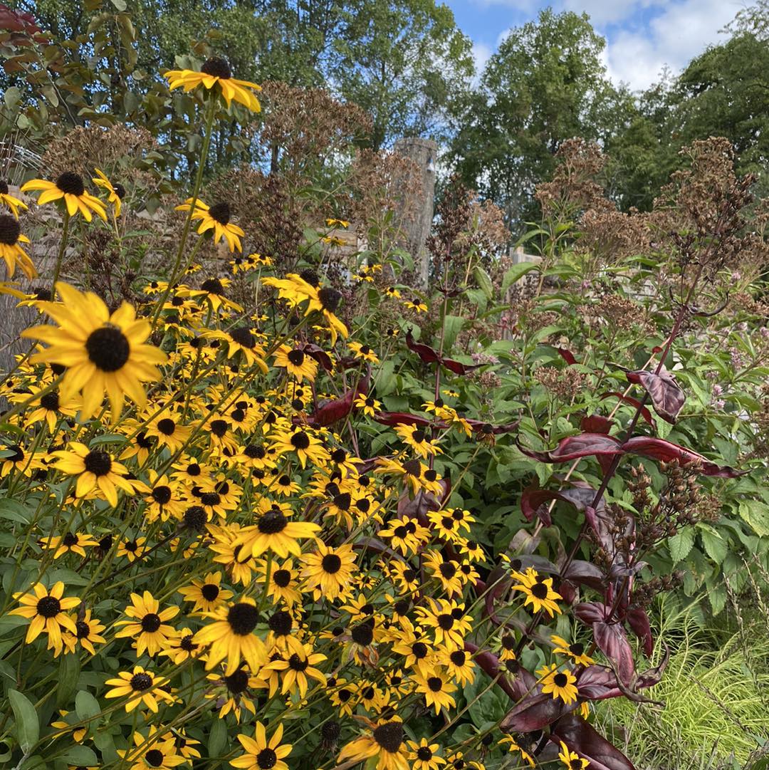 Pollinator Garden