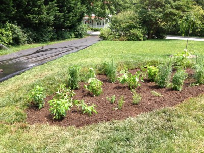 Rain Garden Right After Planting