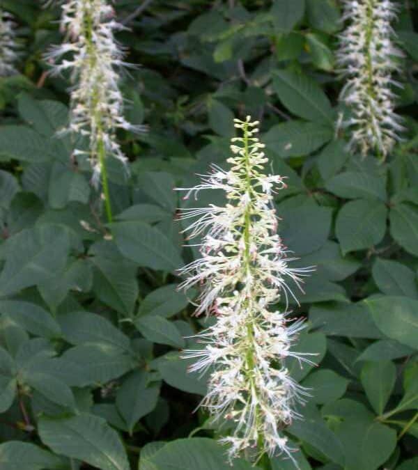 Near Native Shrubs for Summer Blooms in Maryland: Aesculus parviflora – Bottlebrush Buckeye