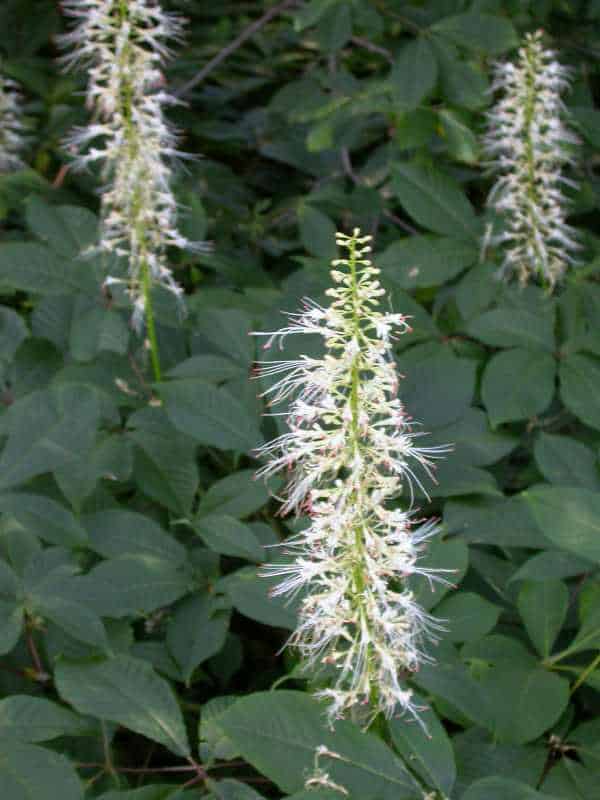Bottlebrush Buckeye Flowers