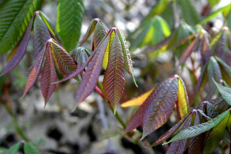 Bottlebrush buckeye leaves