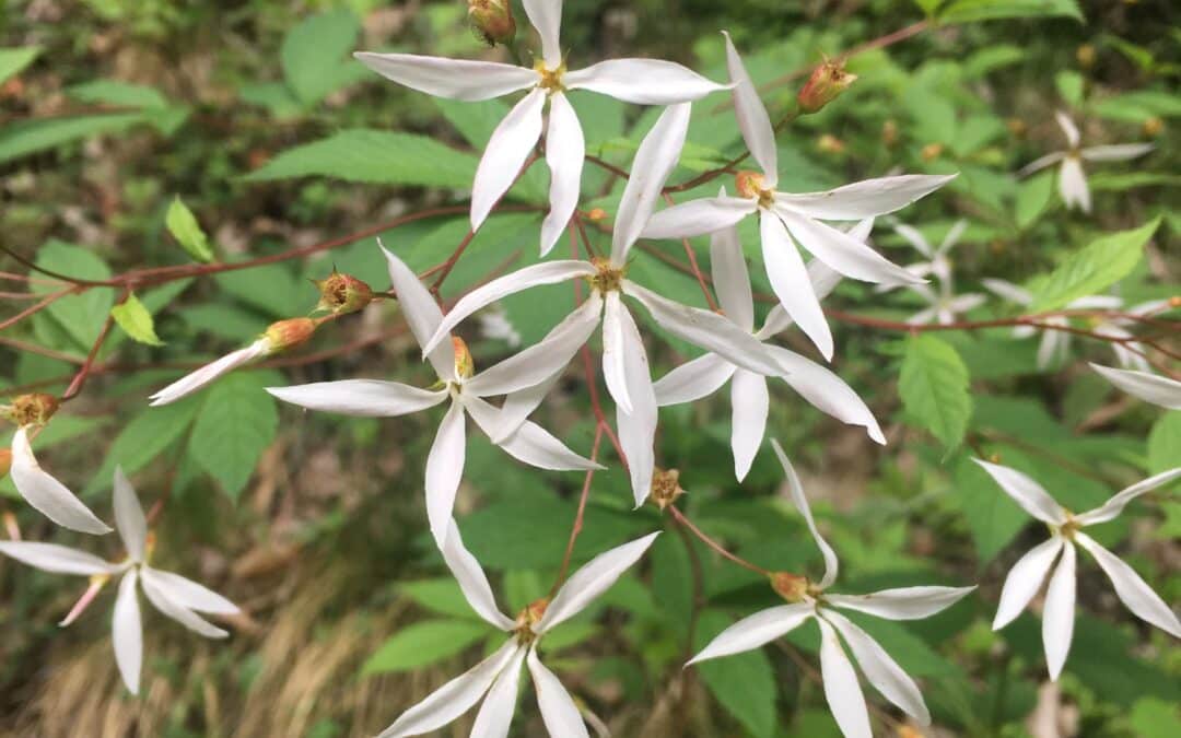 Maryland Native Plants for Fall Interest: Gillenia trifoliatus – Bowman’s Root