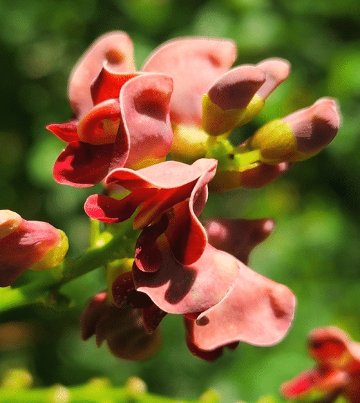 Maryland Native Edible Vine: Apios americana – American Groundnut