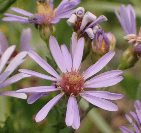 Native Plants for Fall blooms in Maryland: Symphyotrichum laeve – Smooth Aster