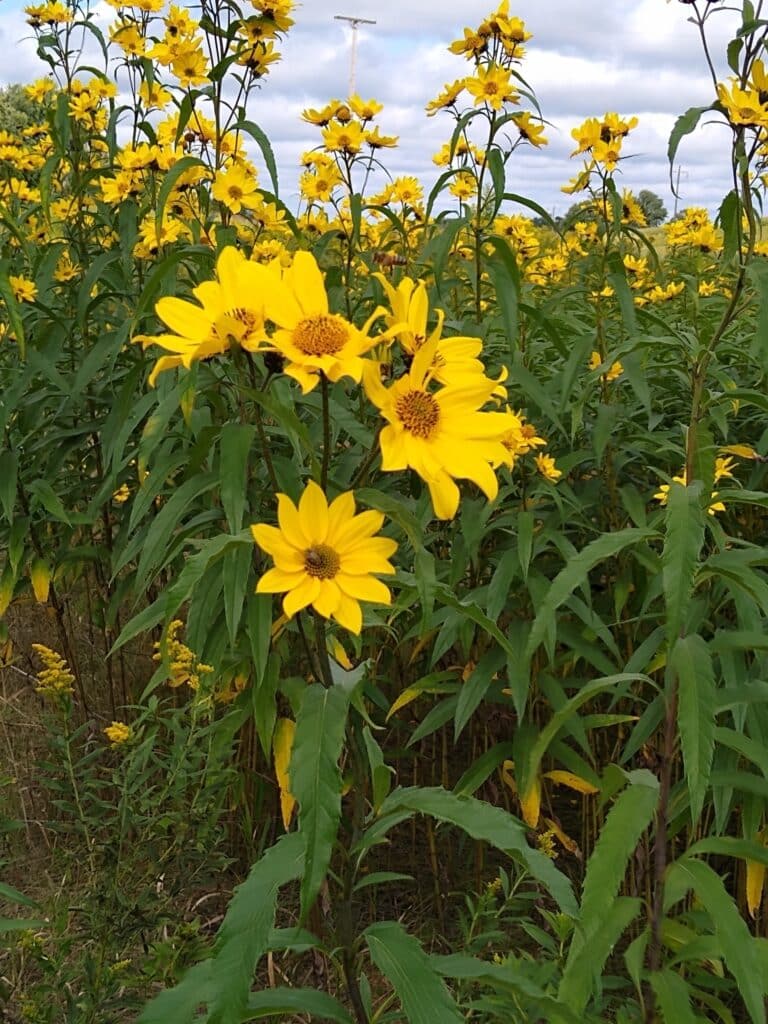 Giant Sunflower en mass