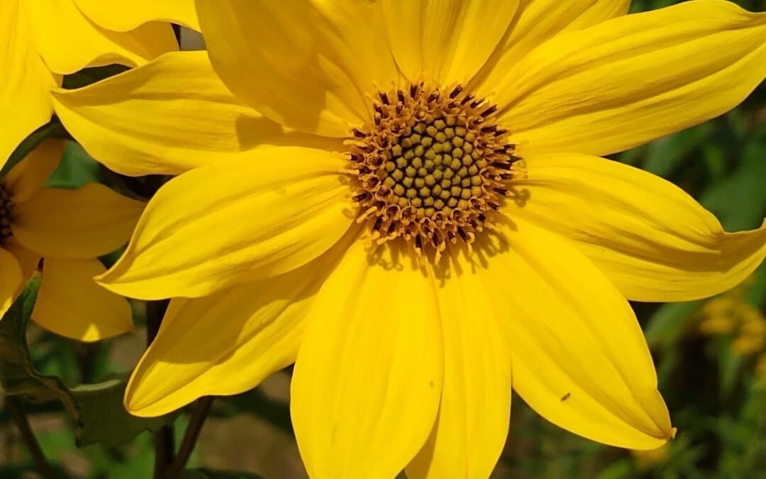 Maryland Native Plants for Dry Soil: Helianthus giganteus – Giant Sunflower