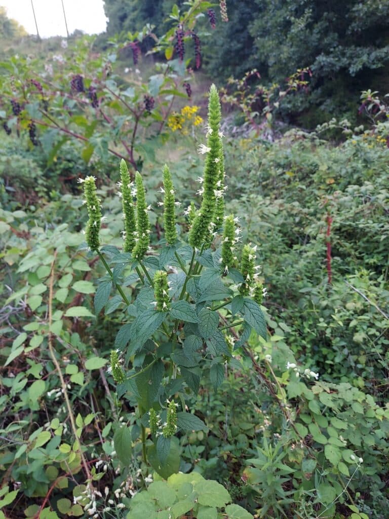 Yellow Giant Hyssop Plant