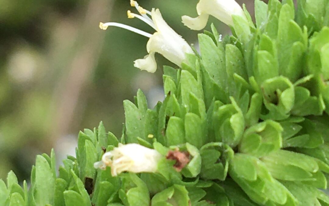 Native Plants for Wet Soils : Agastache nepetoides – Yellow Giant Hyssop