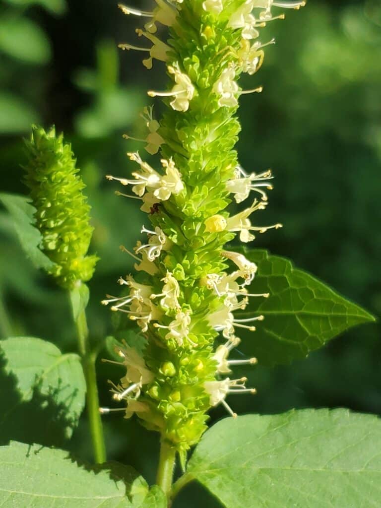 Yellow Giant Hyssop Flower