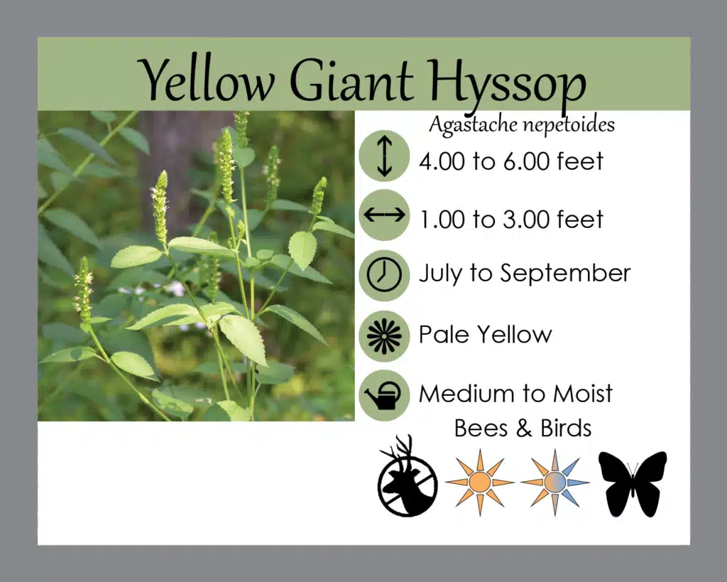 anisehyssopp info card