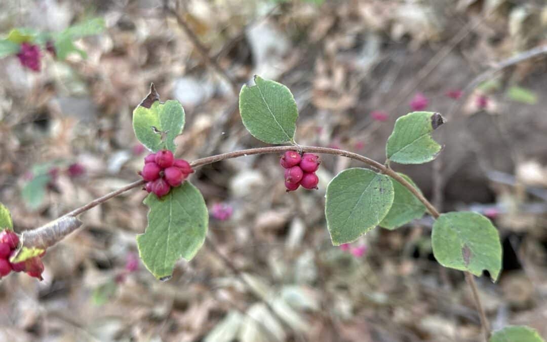 Maryland Native Shrubs: Symphoricarpos orbiculatus – Coralberry