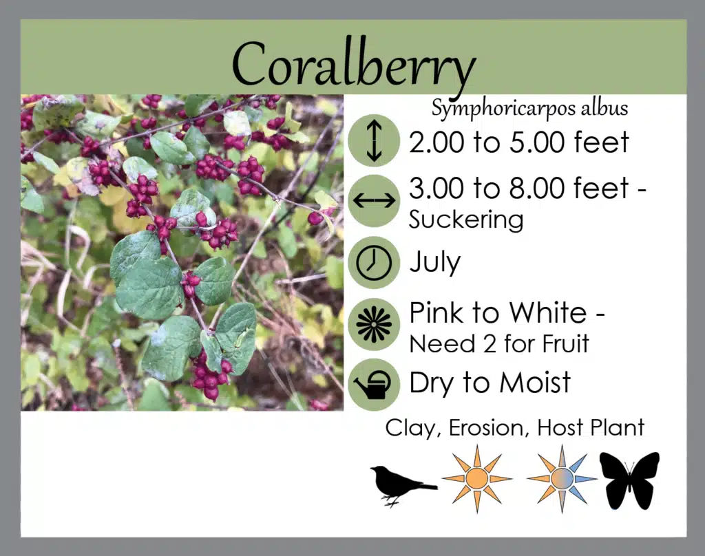 coralberry info card