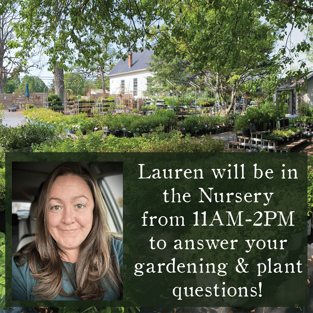 lauren turner, native landscape designer, answers garden questions in native plant nursery this Saturday March 22nd 11am-2pm
