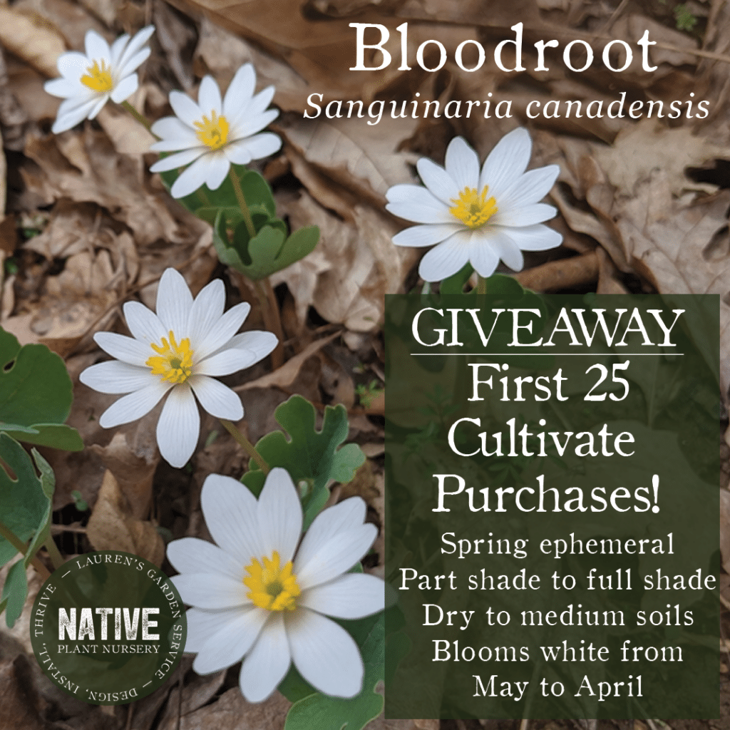 Sanguinaria canadensis socials
