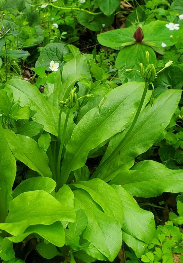 shooting star foliage