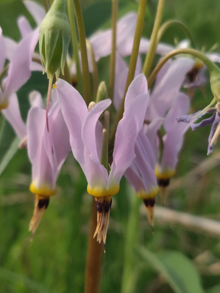 shooting star pink flower