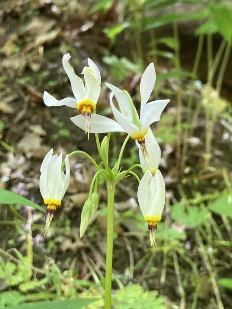 shooting star white flower