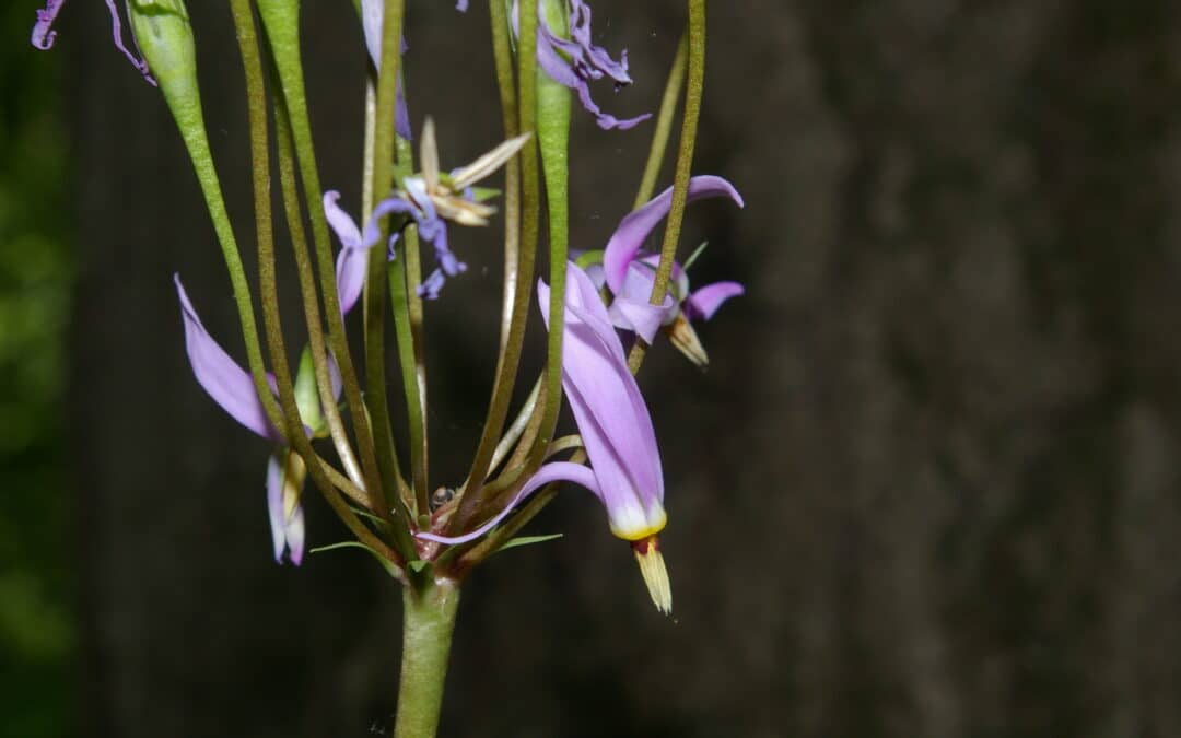 Maryland Native Plants for Spring: Dodecatheon meadia – Shooting Star