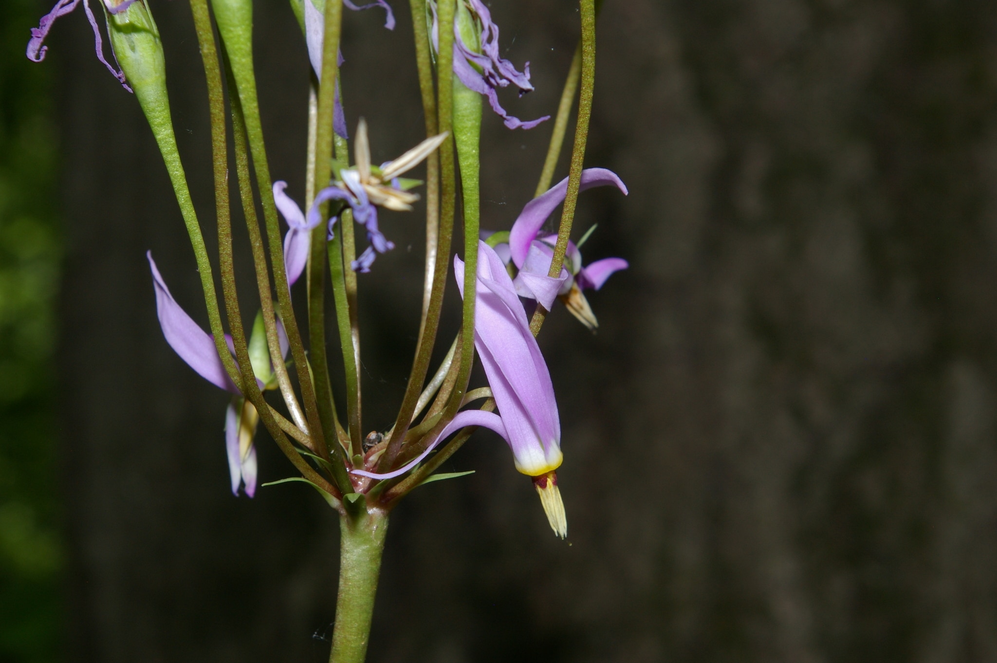 shootingstar flower purple