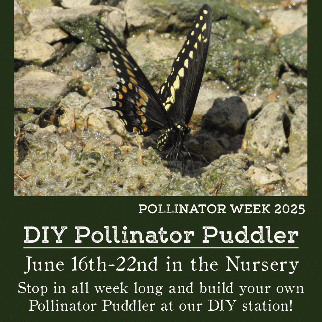 Bee Puddler - LGS Pollinator Week 2025