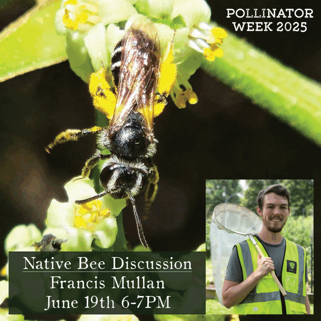 Francis Mullan Native Bee Discussion