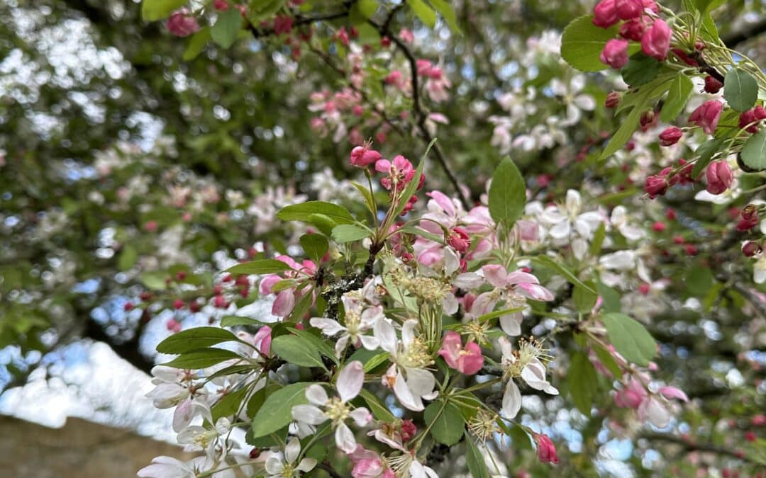 Maryland Native Keystone Plants: Malus angustifolia – Southern Crabapple