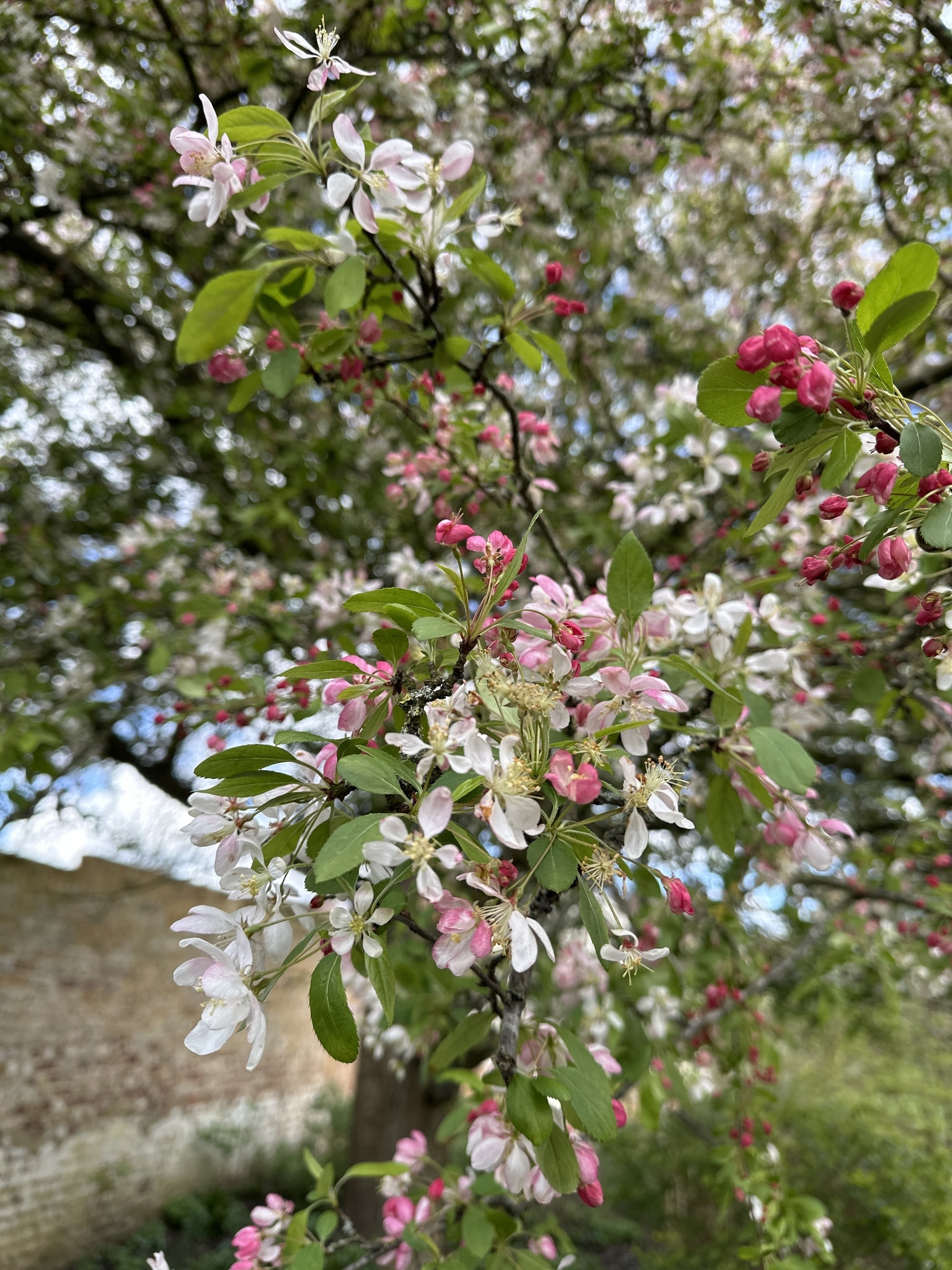 Malus angustifolia buds