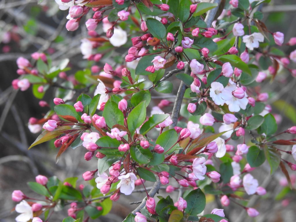 Malus angustifolia flowers