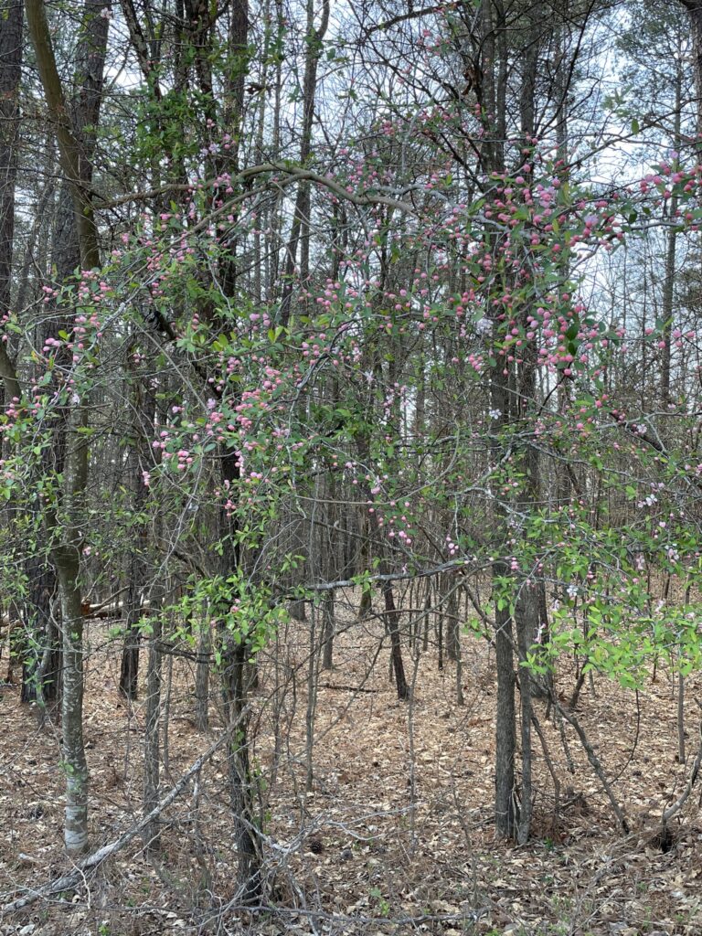 Malus angustifolia tree