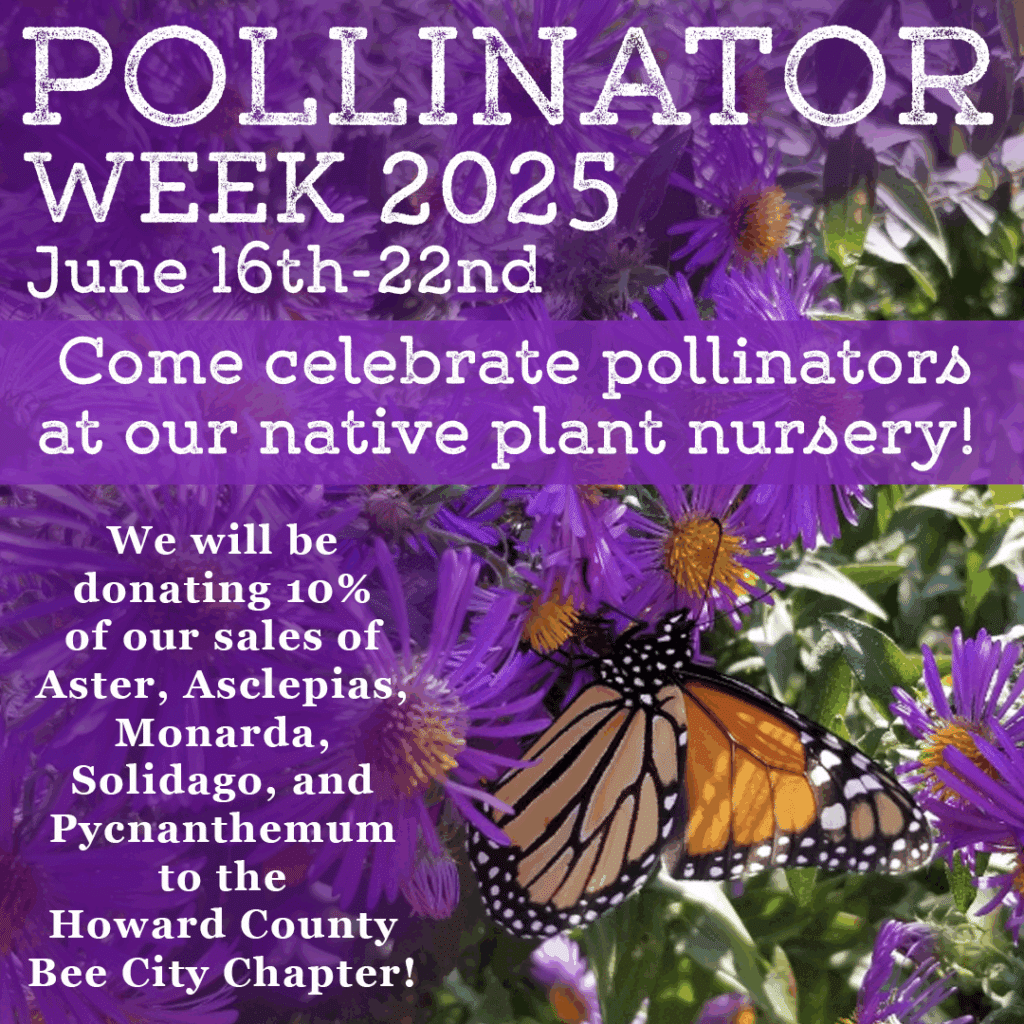 Pollinator Week 2025 Bee City Donation