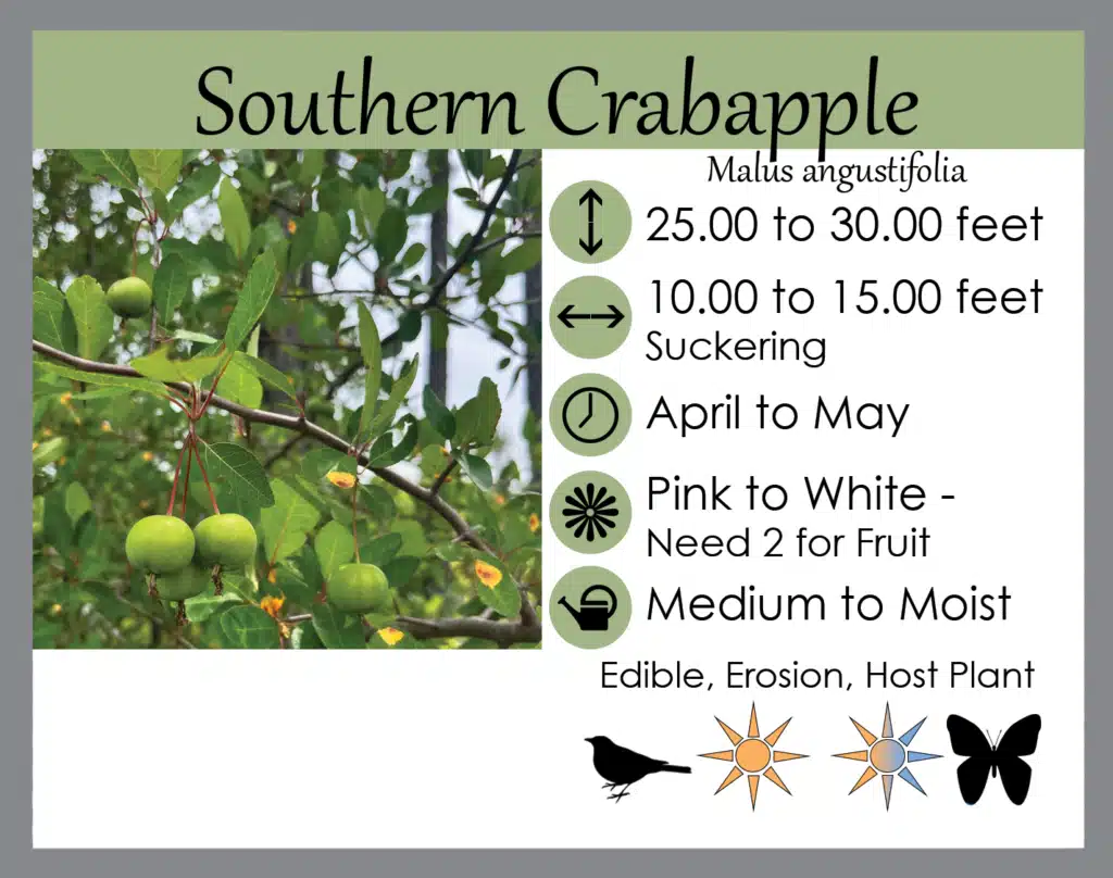 Southern Crabapple