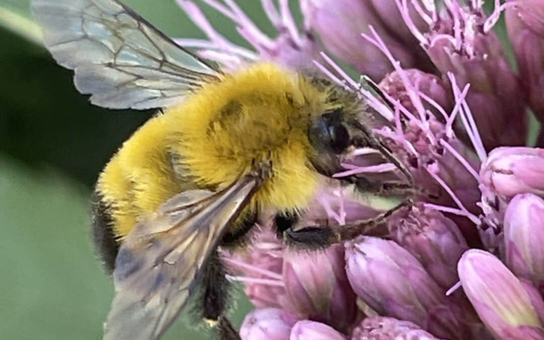 Maryland Native Pollinators and Plants to Support Them – Confusing Bumble Bee
