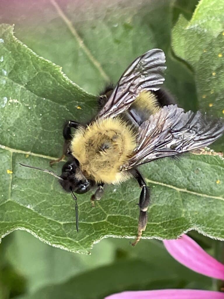 confusing bumble bee 2