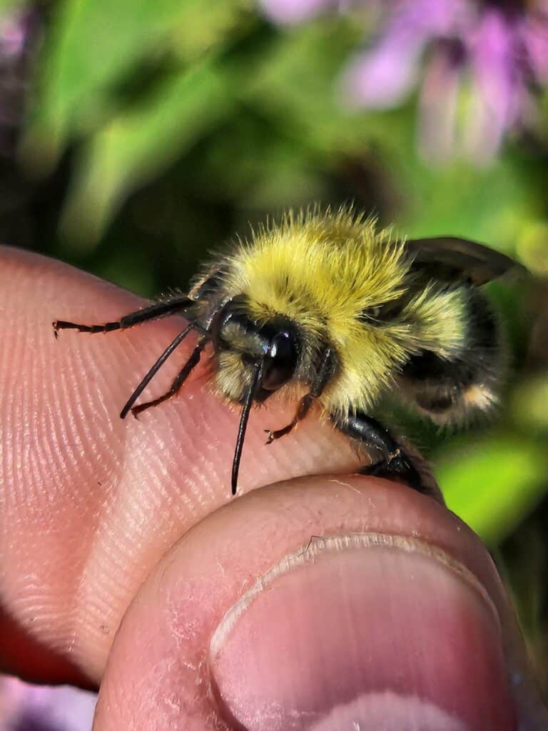 confusing bumble bee 3
