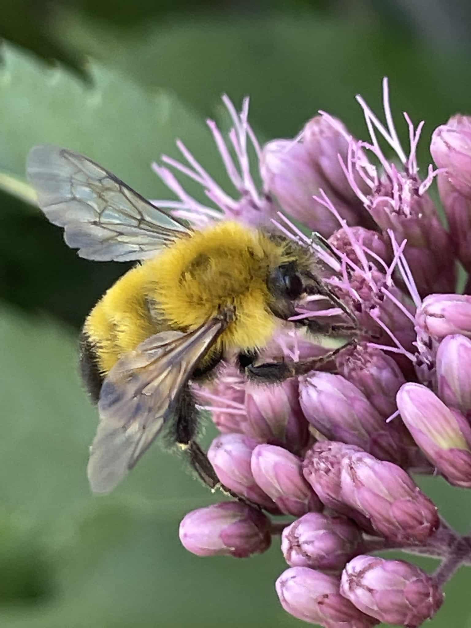 confusing bumble bee
