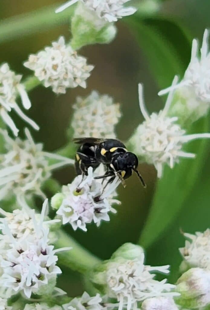 masked bee 1 masked bee 1