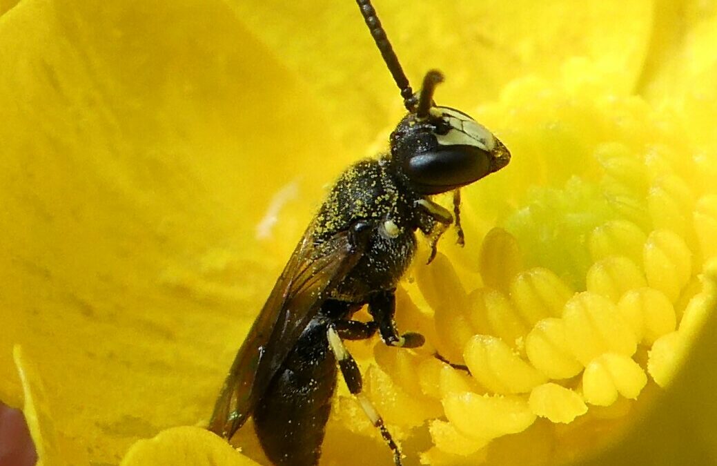 Maryland Native Pollinators and Plants to Support Them – Masked Bee