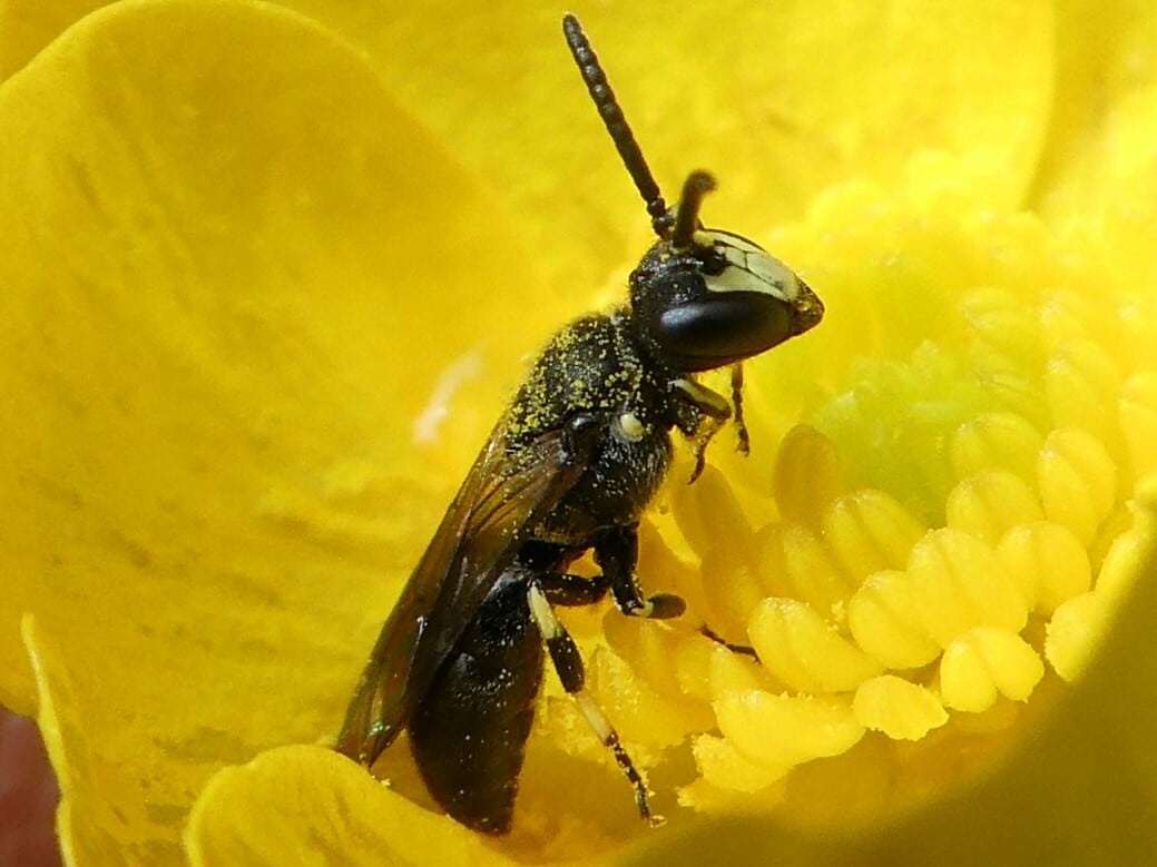 masked bee masked bee