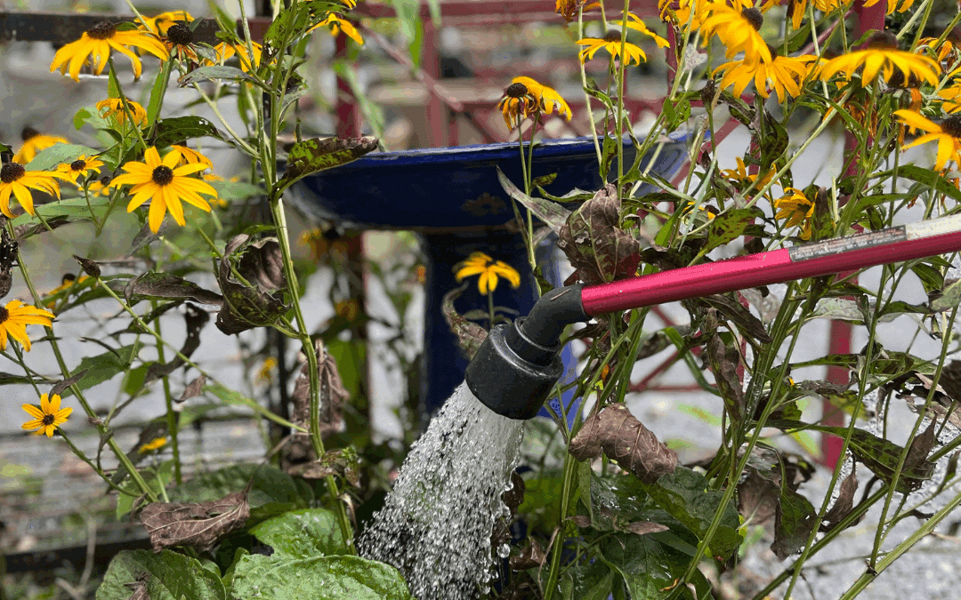 Summer Watering Care For Newly Installed Garden Beds