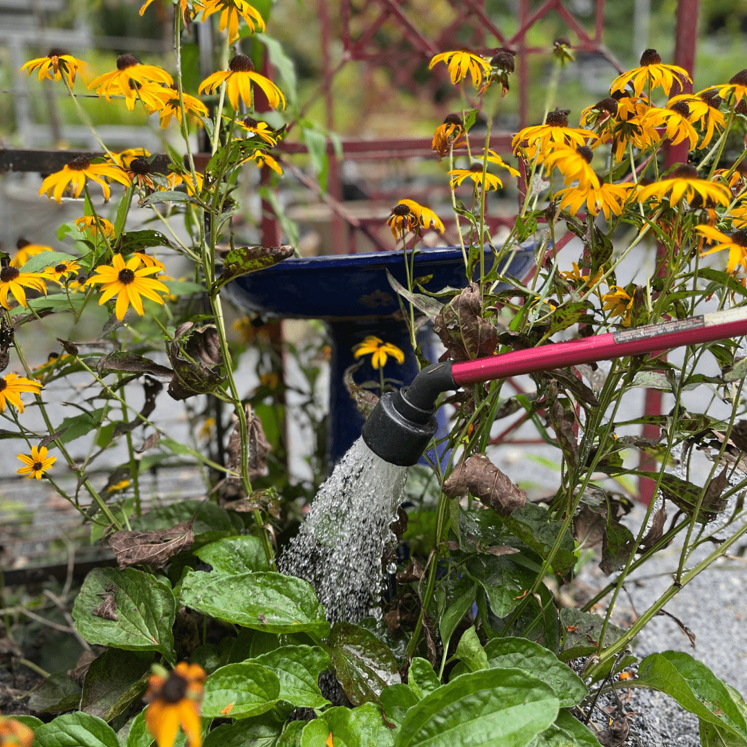 watering watering