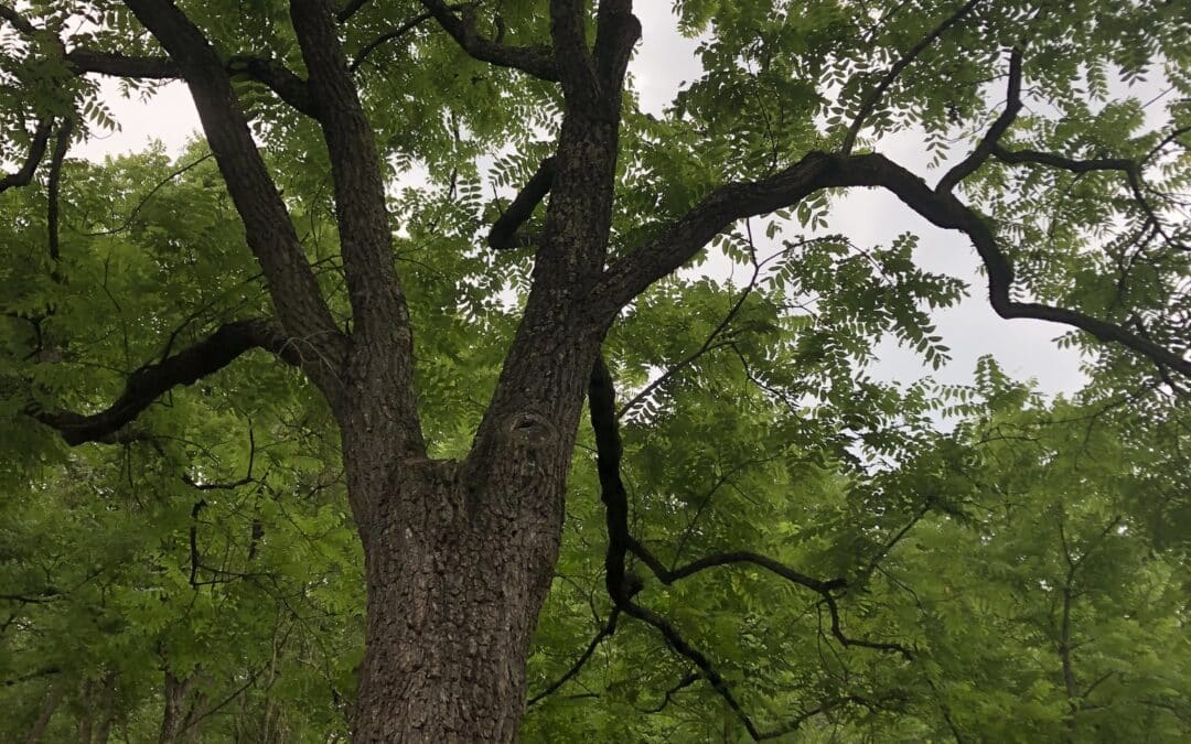Maryland Native Keystone Plants: Juglans nigra – Black Walnut