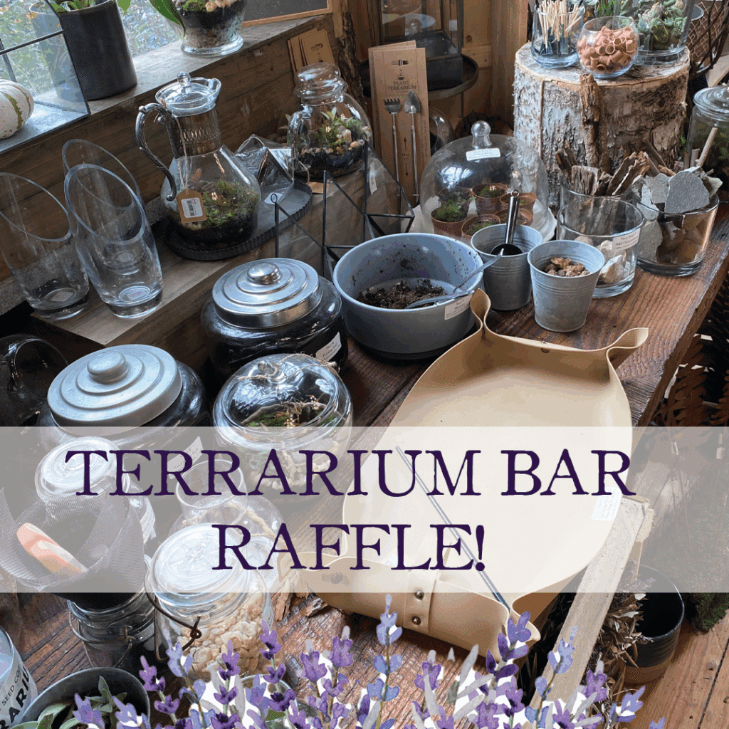 Terarium Bar Raffle Cult 4 yr