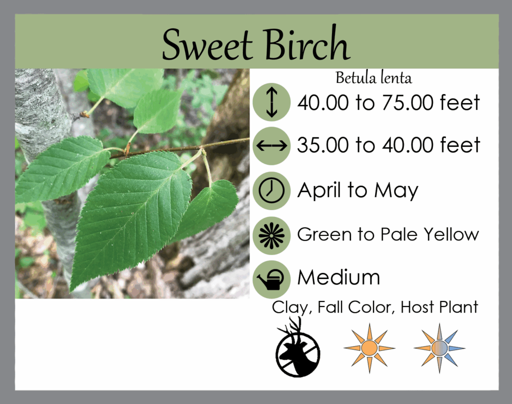 Betula lenta