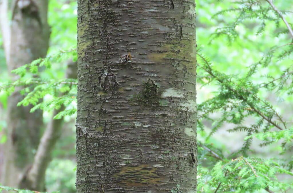 Maryland Native Keystone Plants: Betula lenta – Sweet Birch