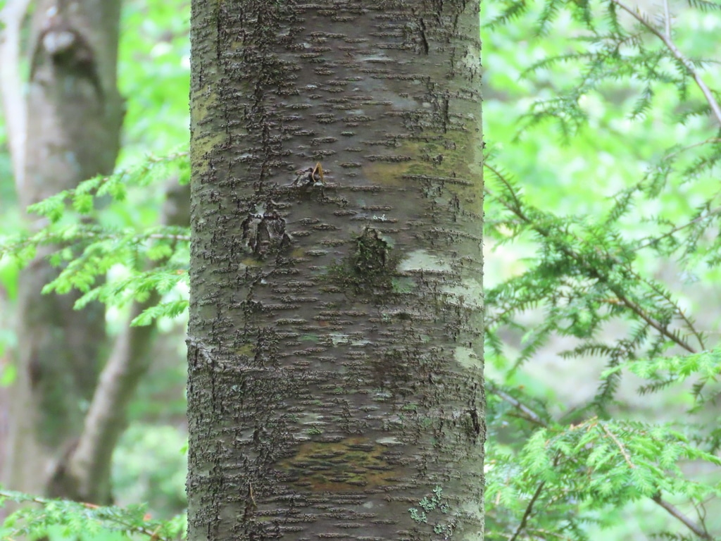 Betula lenta 3